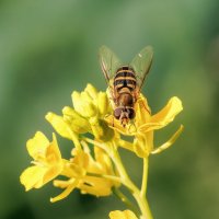 Журчалка :: Владимир Колесников