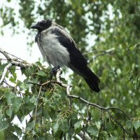 *** :: Сергей Сергеев