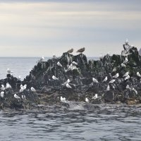 островок :: Марина Виноградова