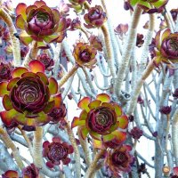 Каменная роза :: Наталья 