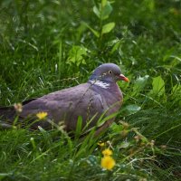 Вяхрь :: Александр Леонов Вяхрь :: Александр Леонов