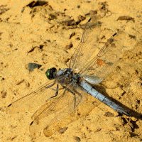 Греется на песке :: Андрей Снегерёв