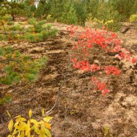 Мимо не пройдешь! :: Наталья Лунева 