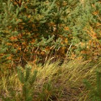 Намек на сентябрь. :: Наталья Лунева 