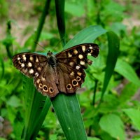 бабочки августа  1 :: Александр Прокудин