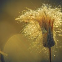 *** :: Виктор Иванович Чернюк *** :: Виктор Иванович Чернюк