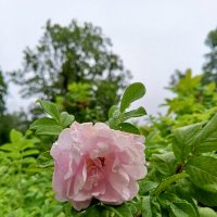 Шиповник :: Сапсан 