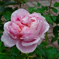 Роза под дождём :: Милешкин Владимир Алексеевич 