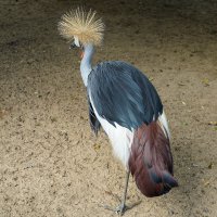 ГРАЦИЯ :: Сергей Янович Микк