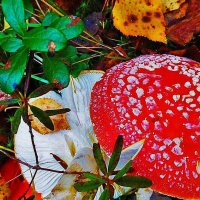 Осень...Еще растут мухоморы! :: Владимир 