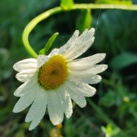 В росе :: Валентина Богатко 