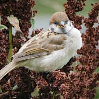 Желторотик на конском щавеле :: Лина 