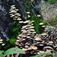 Ложноопёнок  серно - жёлтый :: Геннадий Супрун