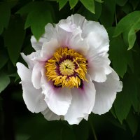 Весна в Ботаническом... Май. :: Наташа *****