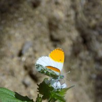 В апрельском лесу... :: Константин Штарк В апрельском лесу... :: Константин Штарк