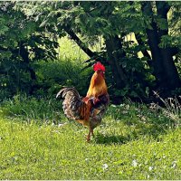 Красавчик. :: Валерия Комова Красавчик. :: Валерия Комова