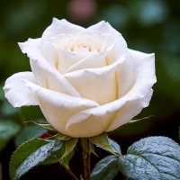 Белая роза :: Aleksey Afonin