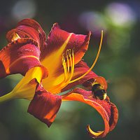 Лилия :: Владимир Кроливец Лилия :: Владимир Кроливец