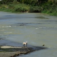Одинокий купальщик :: Александр Одинокий купальщик :: Александр