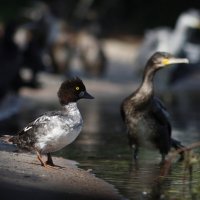 Свой среди чужих :: Георгий Бондаренко