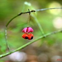 Уже осенние мотивы... :: Андрей Заломленков