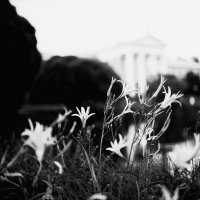 Лилейник в ботаническом саду B&W :: Виталий Потапкин