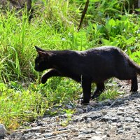 На охоте :: Владислав Левашов На охоте :: Владислав Левашов