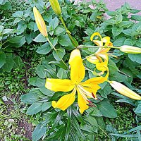 Цветы. :: Владимир Драгунский