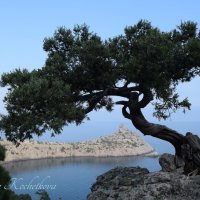 Природа Крыма :: Amazing Cosmea