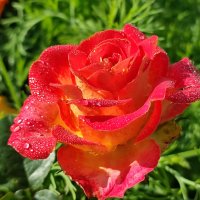 В росе :: Валентина Богатко 