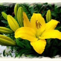 Лилия после дождя. :: Лия ☼