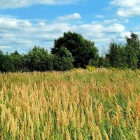 Подмосковье :: Любимова Ольга 