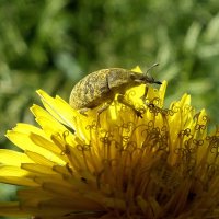 **** :: Зоя Мишина