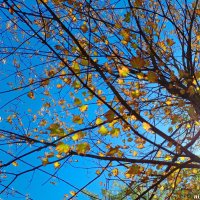 Скоро осень... :: Нина Бутко