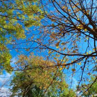 Скоро осень... :: Нина Бутко