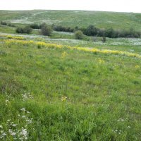 Ромашковые дали... :: Наталья Лунева 