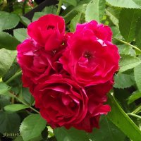 Розы :: Freddy 97 Розы :: Freddy 97