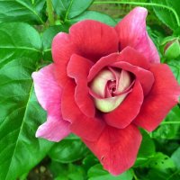 Роза :: Наталья 