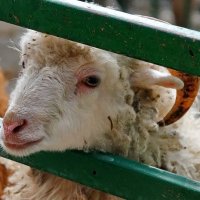 " Сафари парк " г.Геленджик... :: Николай Саржанов " Сафари парк " г.Геленджик... :: Николай Саржанов