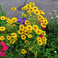 Красота у дома :: Светлана 