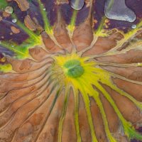 Лист лотоса :: Игорь Волков