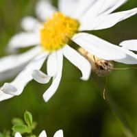 Совка из под ромашки :: Ольга 