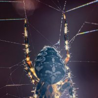 Паучок :: Михаил Соколов