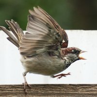 Решительный :: Павел Fotoflash911 Никулочкин