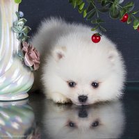 Померанский шпиц – крохотный непоседа с миловидной мордашкой :: Светлана Ищенко