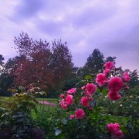 Вечер :: Сапсан 