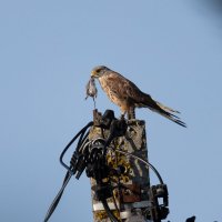 Пустельга на охоте :: Сергей Брюшинин