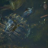 плавчиха :: Александр Леонов