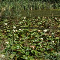 Цветочная поляна. :: Олег Чернов