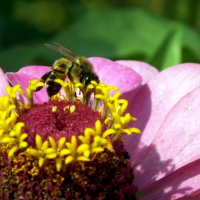 *** :: Сергей Сергеев